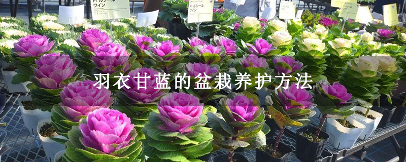 羽衣甘蓝的盆栽养护方法