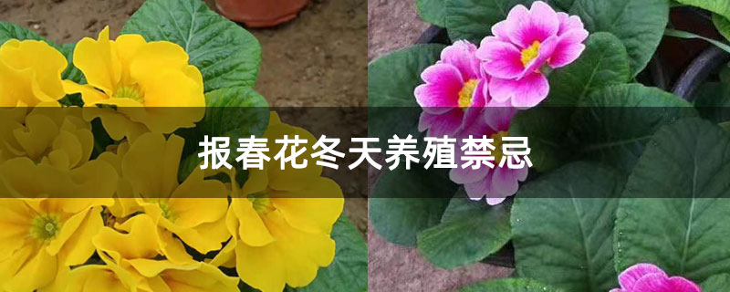报春花冬天养殖禁忌