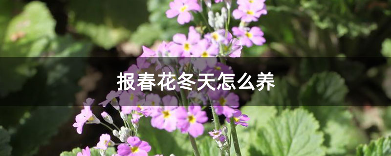报春花冬天怎么养