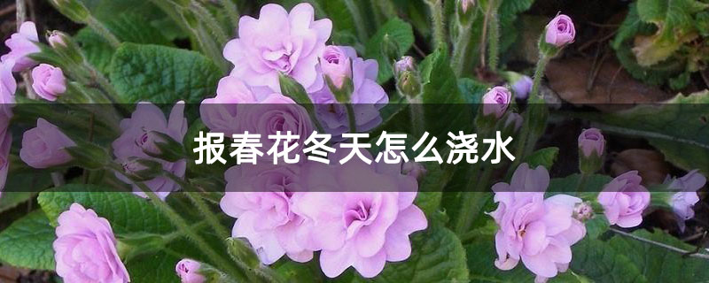 报春花冬天怎么浇水