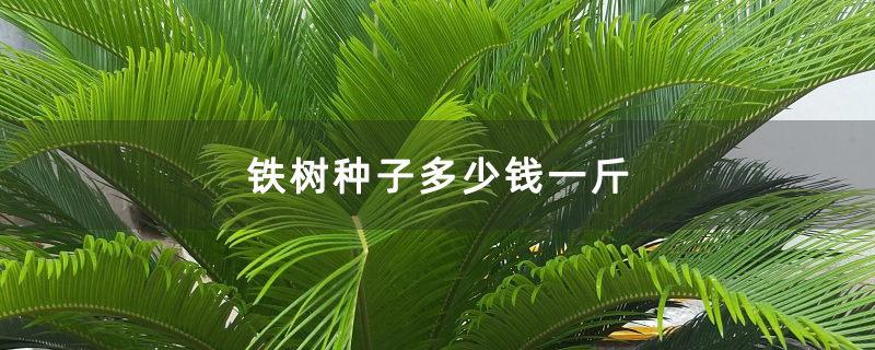 铁树种子多少钱一斤