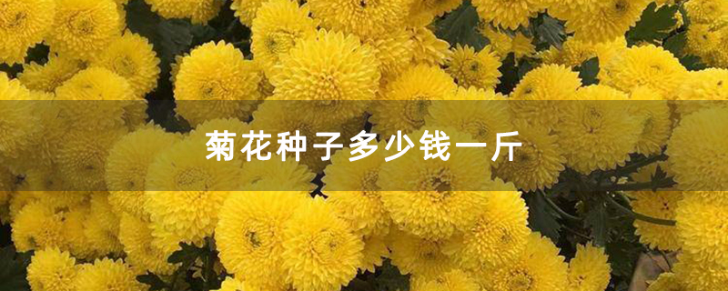 菊花种子多少钱一斤