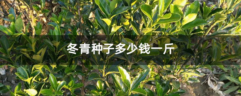 冬青种子多少钱一斤 冬青种子多少钱一斤