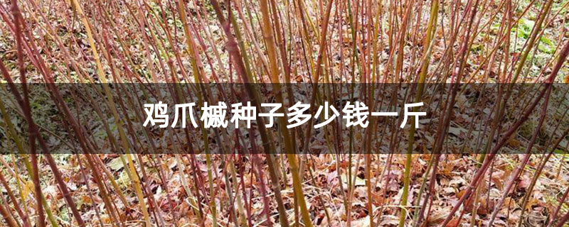 鸡爪槭种子多少钱一斤 鸡爪槭种子多少钱一斤
