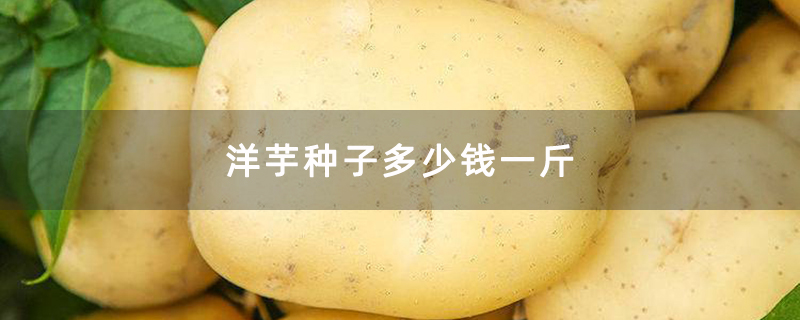 土豆