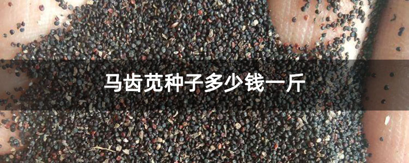 马齿苋种子多少钱一斤