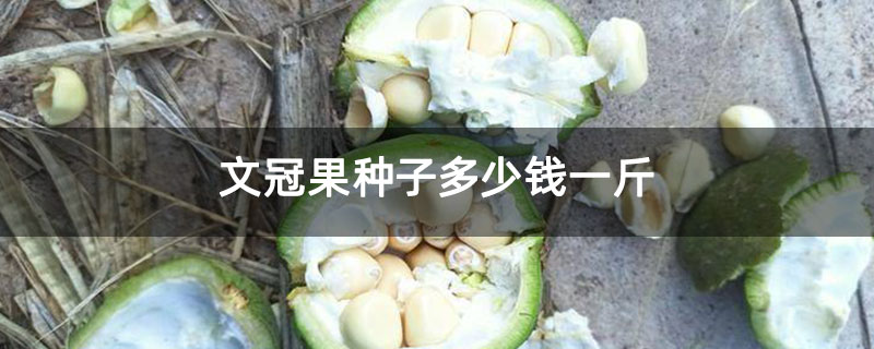 文冠果种子多少钱一斤 文冠果种子多少钱一斤