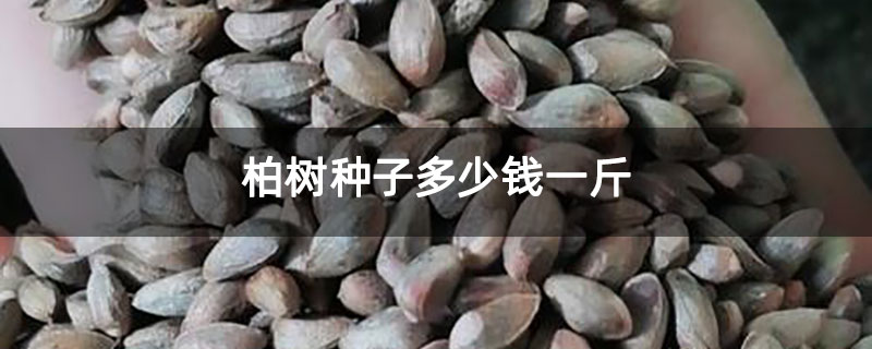 柏树种子多少钱一斤 柏树种子多少钱一斤