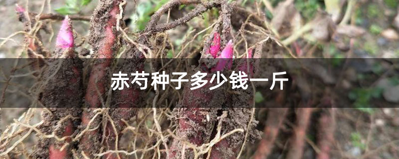 赤芍种子多少钱一斤 赤芍种子多少钱一斤