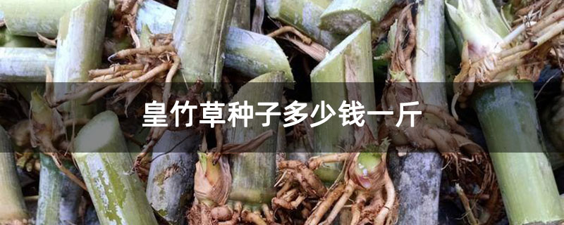 皇竹草种子多少钱一斤 皇竹草种子多少钱一斤