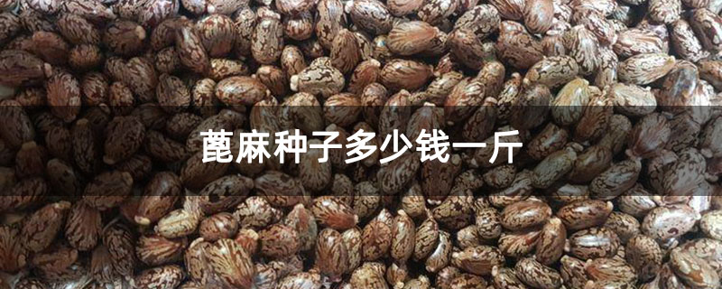 蓖麻种子多少钱一斤 蓖麻种子多少钱一斤