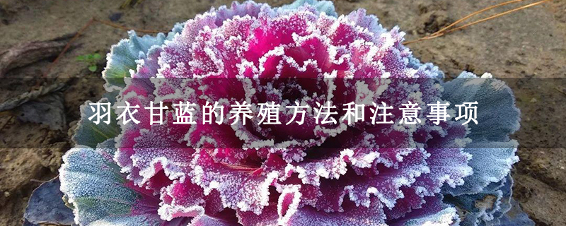 羽衣甘蓝的养殖方法和注意事项