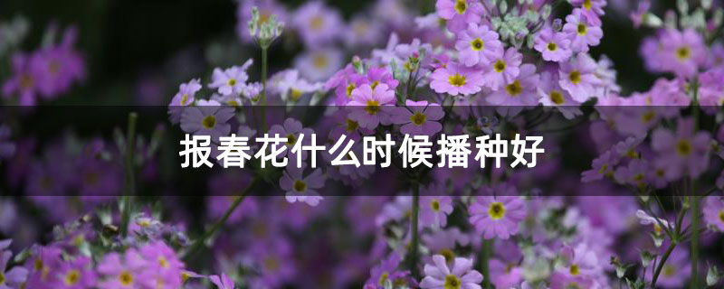 报春花什么时候播种好