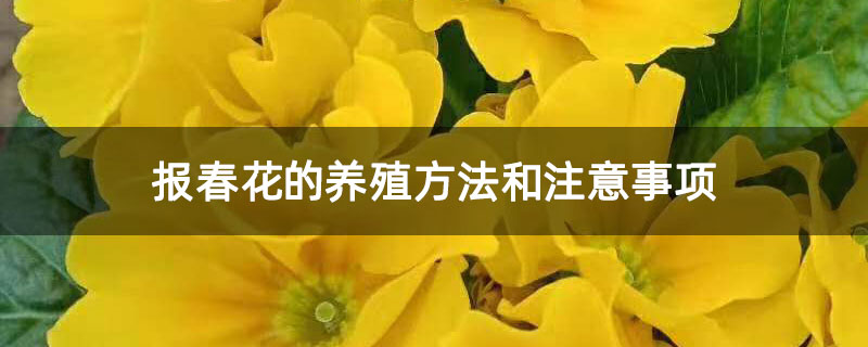 报春花的养殖方法和注意事项