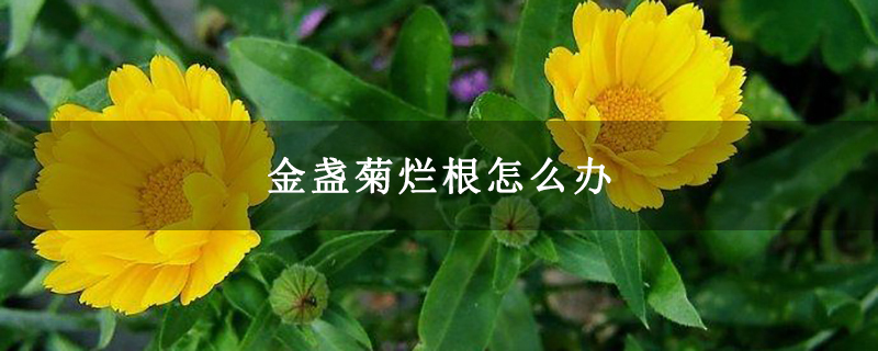 金盏菊烂根怎么办