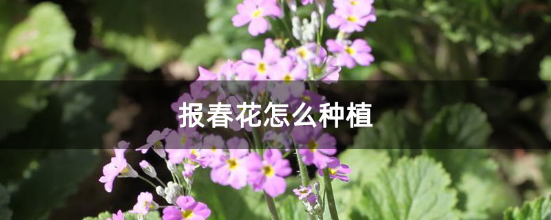 报春花怎么种植