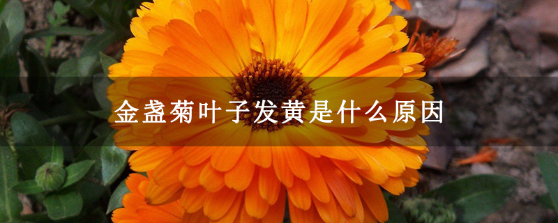 金盏菊叶子发黄是什么原因