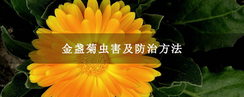 金盏菊虫害及防治方法