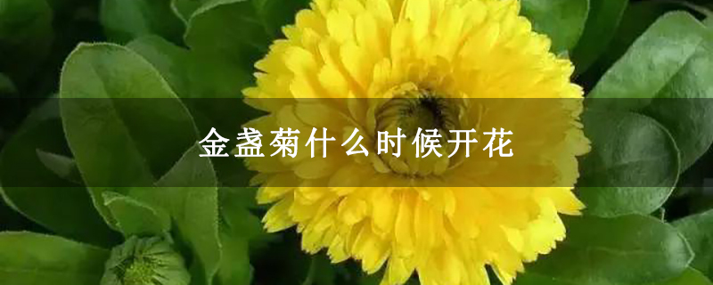 金盏菊什么时候开花