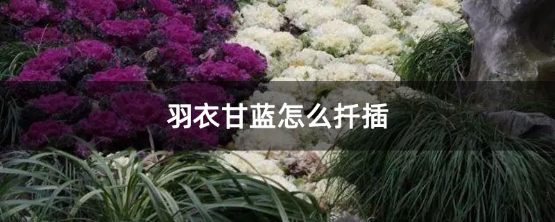 羽衣甘蓝怎么扦插