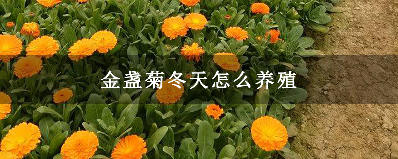 金盏菊冬天怎么养殖
