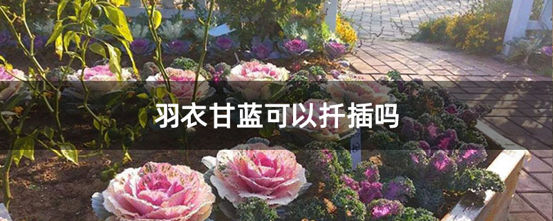 羽衣甘蓝可以扦插吗