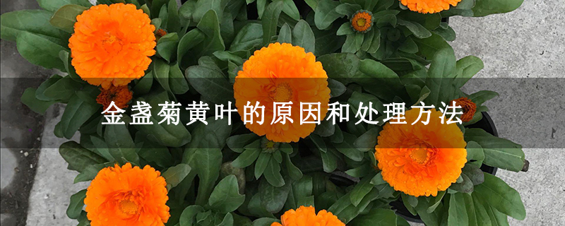 金盏菊黄叶的原因和处理方法