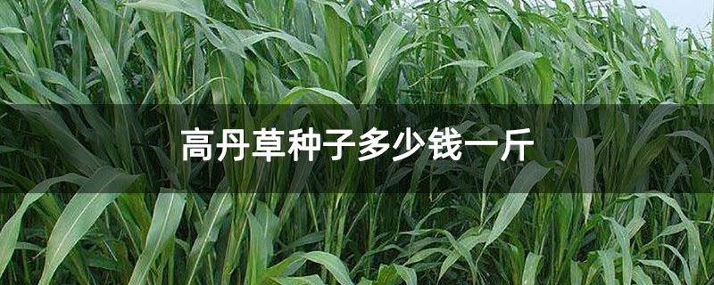 高丹草种子多少钱一斤 高丹草种子多少钱一斤