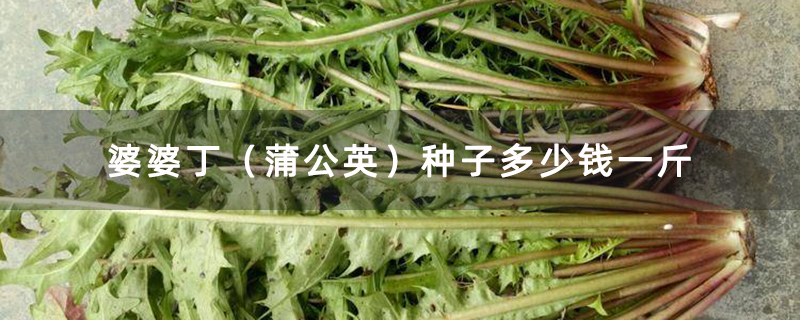 婆婆丁（蒲公英）种子多少钱一斤