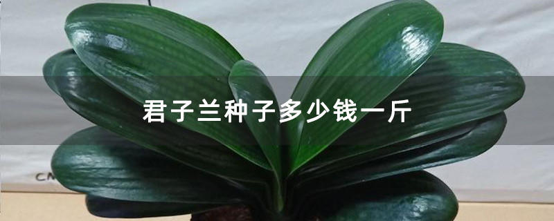 君子兰种子多少钱一斤