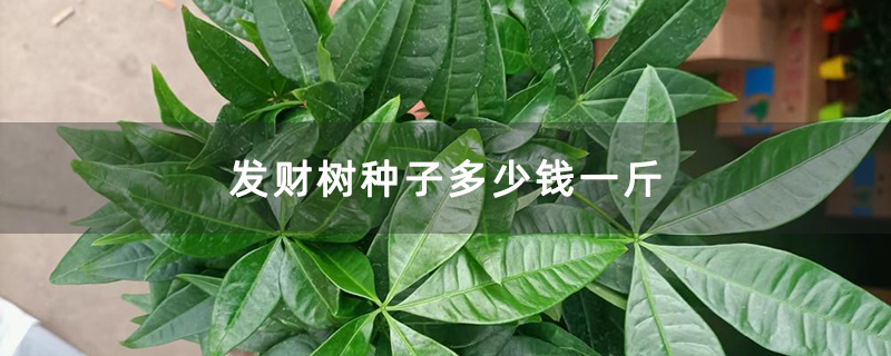 发财树种子多少钱一斤