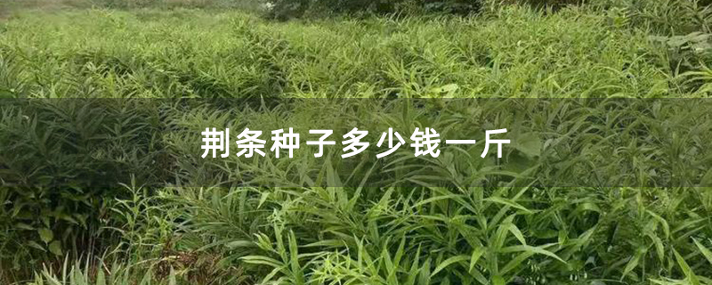 荆条种子多少钱一斤