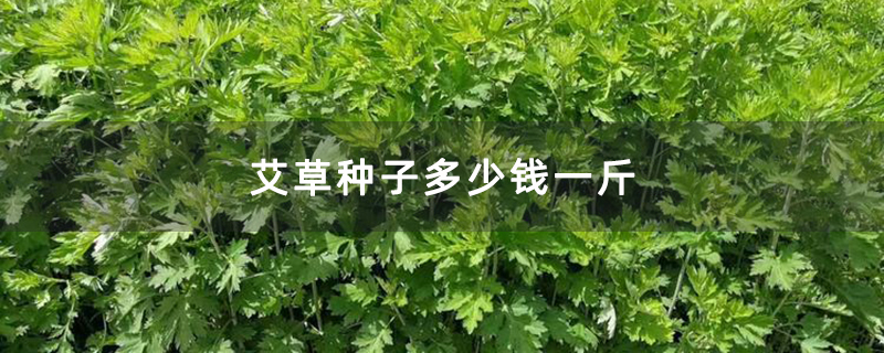 艾草种子多少钱一斤