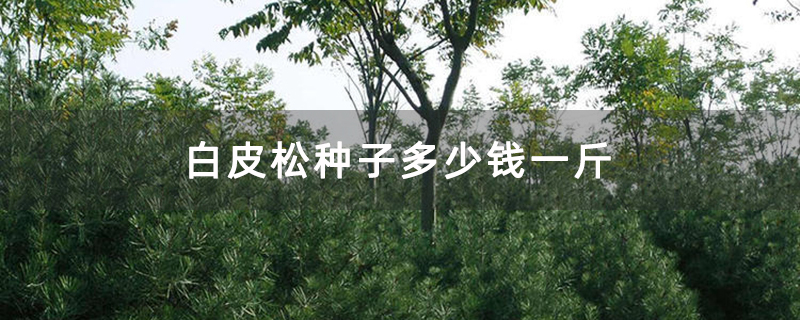 白皮松种子多少钱一斤