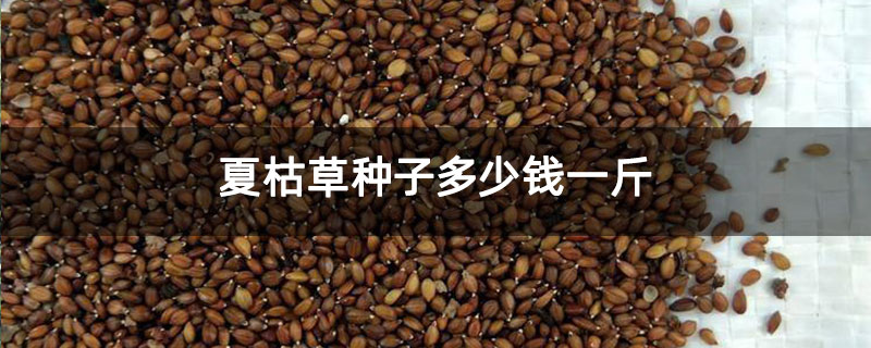 夏枯草种子多少钱一斤