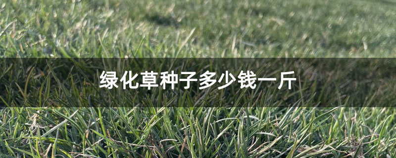 绿化草种子多少钱一斤