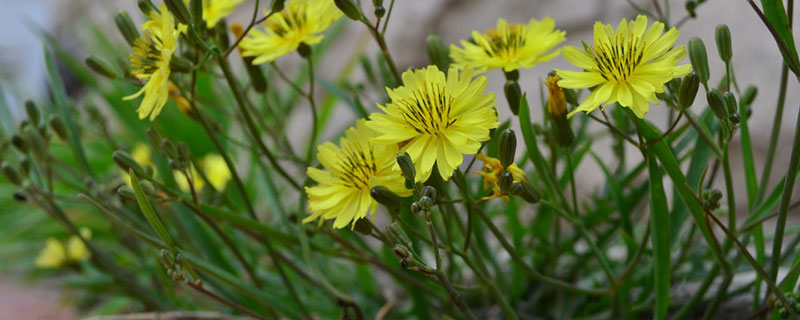 野生苦荬菜什么时候播种 野生苦荬菜什么时候播种
