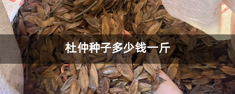 杜仲种子多少钱一斤 杜仲种子多少钱一斤