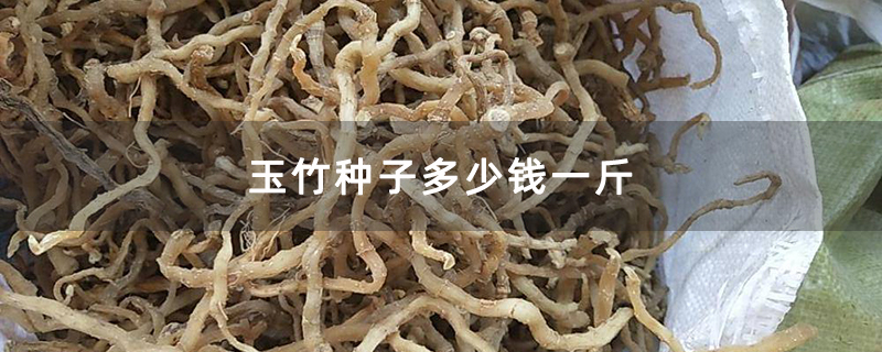 玉竹种子多少钱一斤