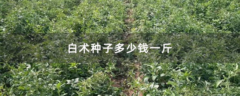 白术种子多少钱一斤