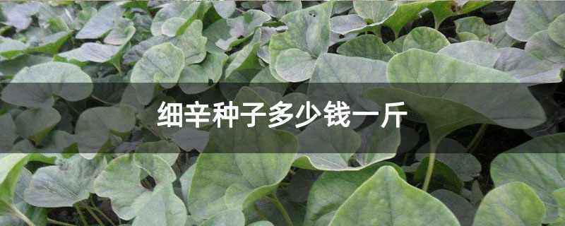 细辛种子多少钱一斤 细辛种子多少钱一斤