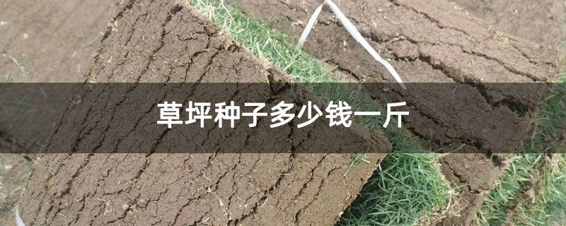 草坪种子多少钱一斤