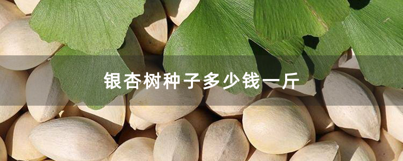 银杏树种子多少钱一斤