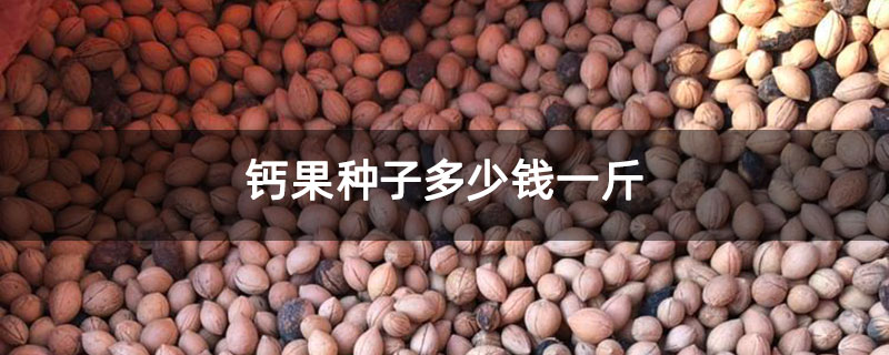 钙果种子多少钱一斤 钙果种子多少钱一斤