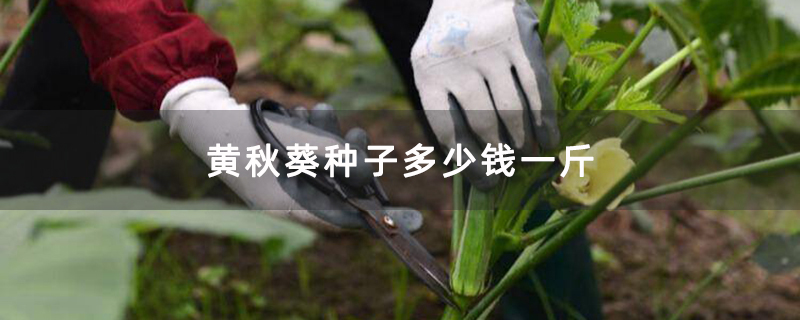 黄秋葵种子多少钱一斤