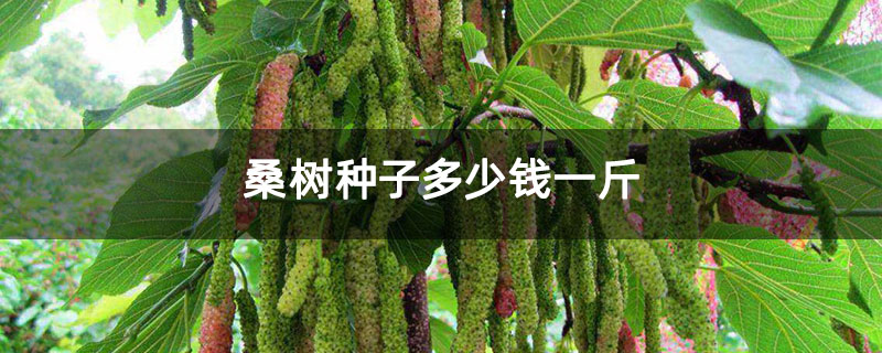 桑树种子多少钱一斤 桑树种子多少钱一斤