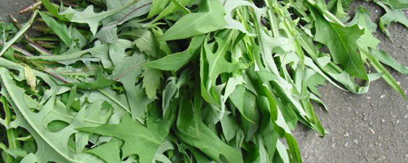 四季苦荬菜什么时间播种 四季苦荬菜什么时间播种