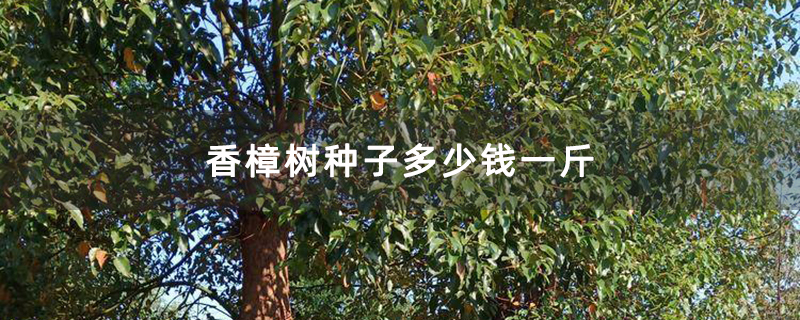 香樟树种子多少钱一斤