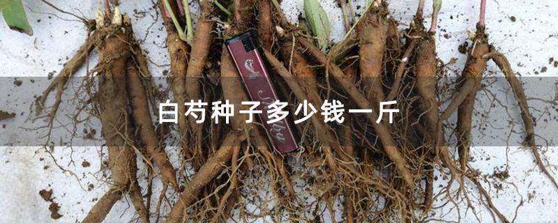 白芍种子多少钱一斤
