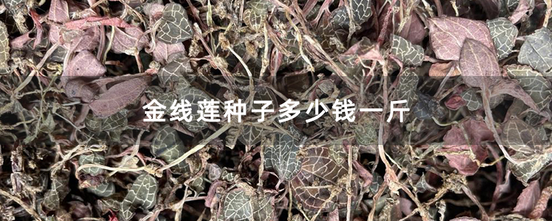 金线莲种子多少钱一斤